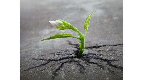 Growth – Uncomfortable But Necessary